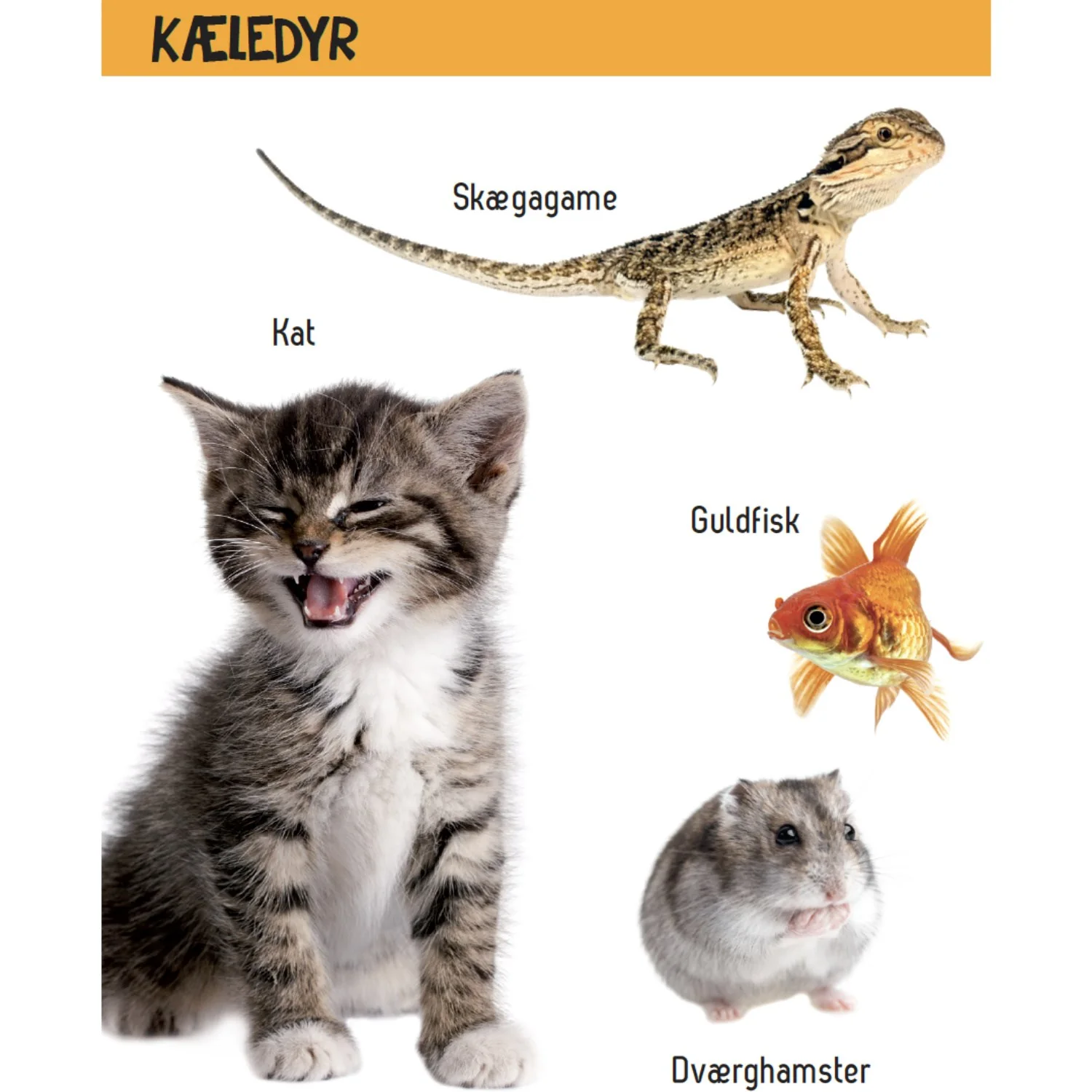 Forlaget Tukan Kig Engang - Hvad Er Det? Dyr - Image 2