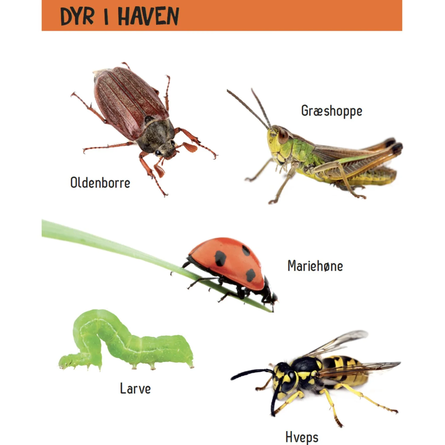 Forlaget Tukan Kig Engang - Hvad Er Det? Dyr - Image 3